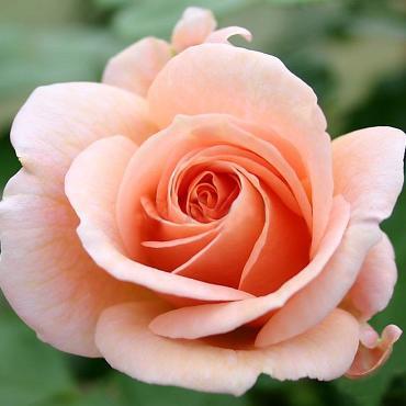 Роза флорибунда Гейша (корнесобственная)